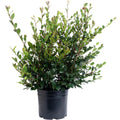 Yuletide Camellia - Cheeky Garden