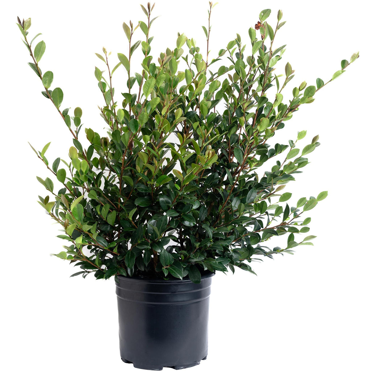 Yuletide Camellia - Cheeky Garden