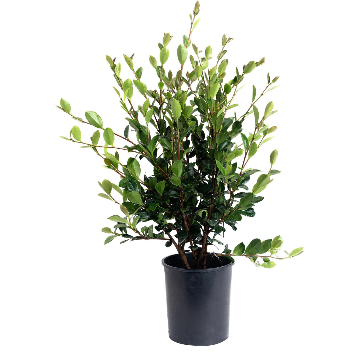 Yuletide Camellia - Cheeky Garden