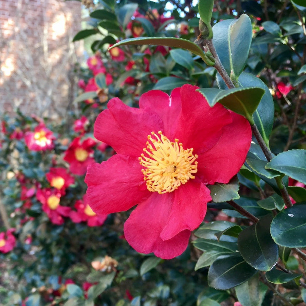 Yuletide Camellia - Cheeky Garden