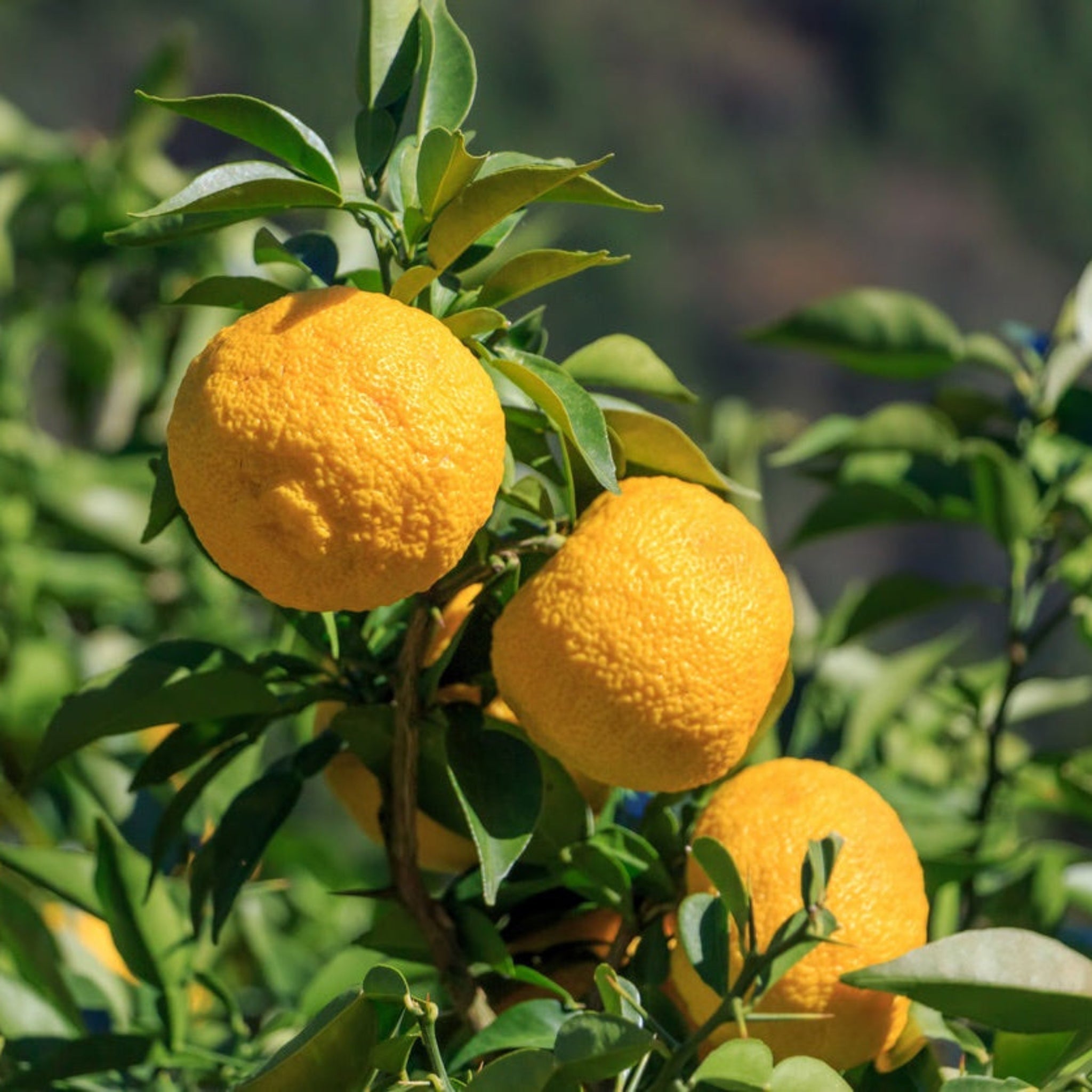 Yuzu Tree - Cheeky Garden