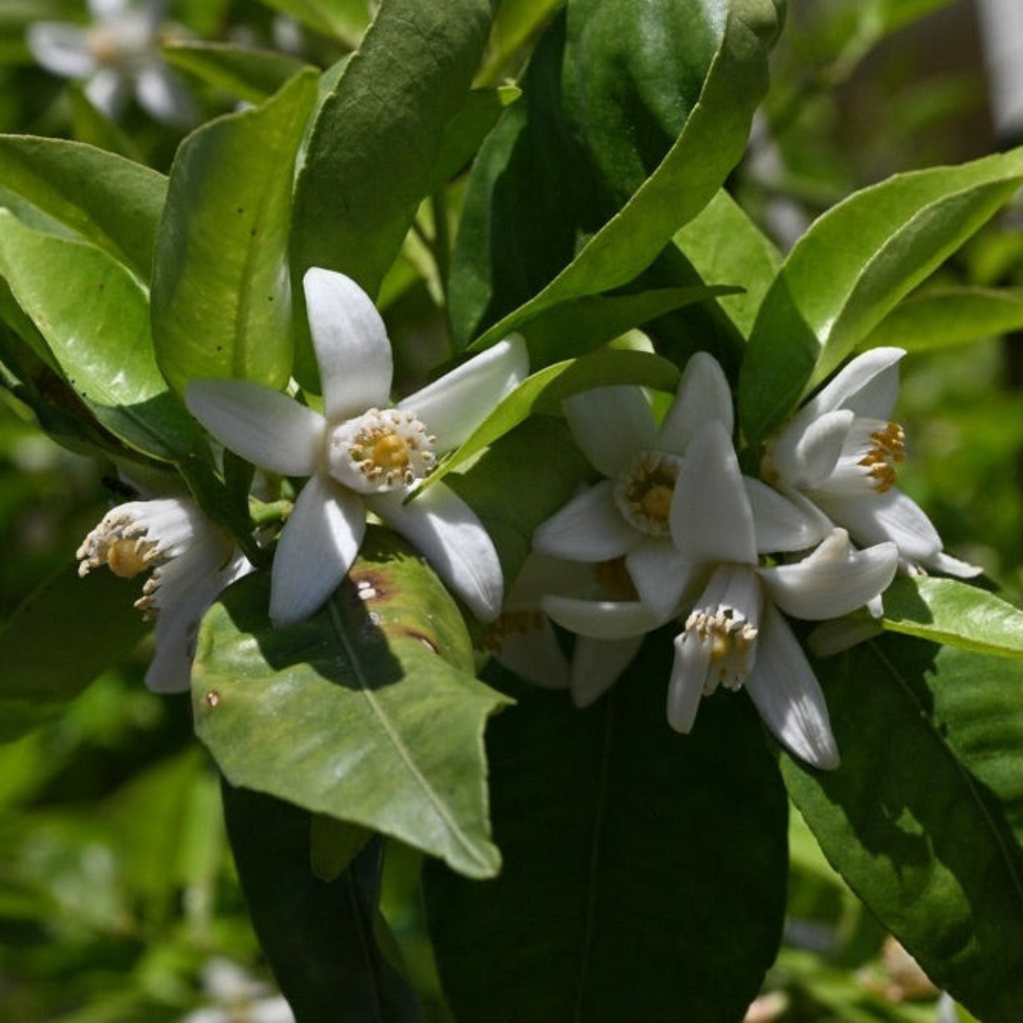 Yuzu Tree - Cheeky Garden