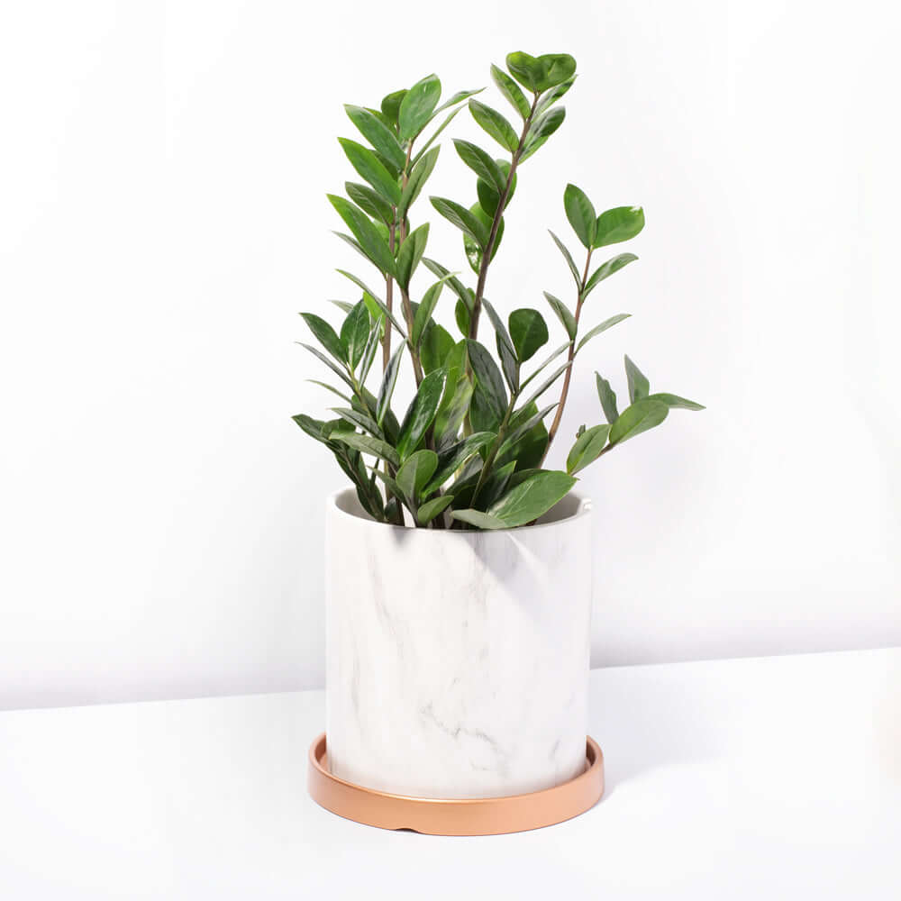 Zanzibar Gem ZZ Plant (Zamioculcas zamiifolia) - Cheeky Garden