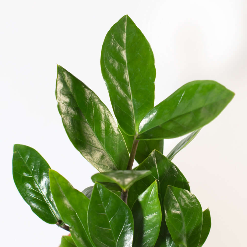 Zanzibar Gem ZZ Plant (Zamioculcas zamiifolia) - Cheeky Garden
