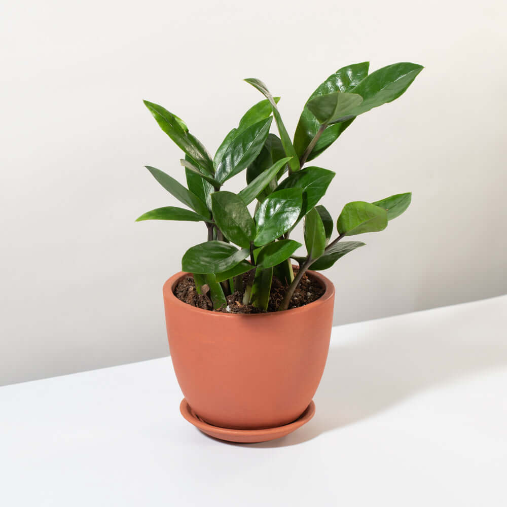 Zanzibar Gem ZZ Plant (Zamioculcas zamiifolia) - Cheeky Garden