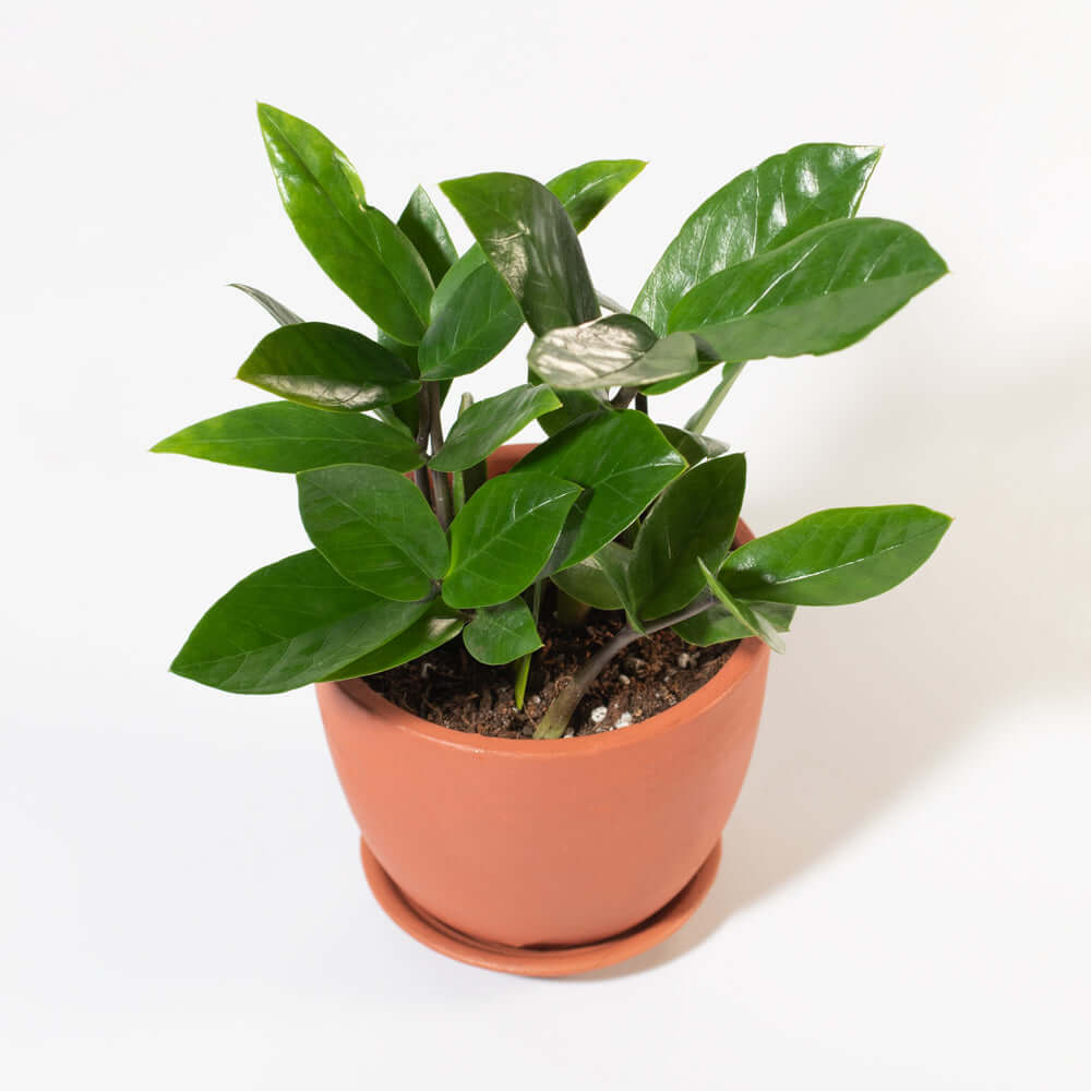 Zanzibar Gem ZZ Plant (Zamioculcas zamiifolia) - Cheeky Garden