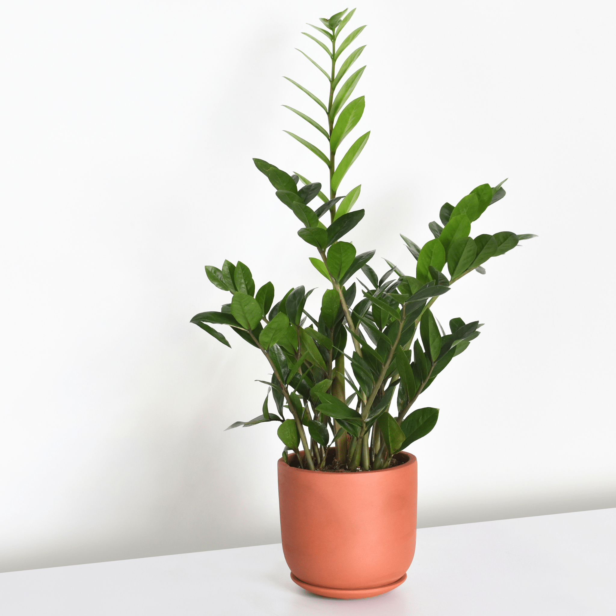 Zanzibar Gem ZZ Plant (Zamioculcas zamiifolia) - Cheeky Garden