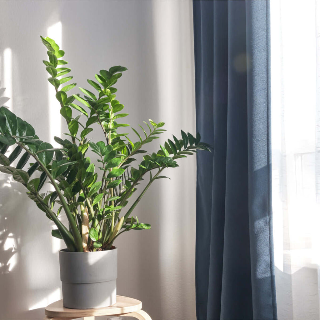 Zanzibar Gem ZZ Plant (Zamioculcas zamiifolia) - Cheeky Garden