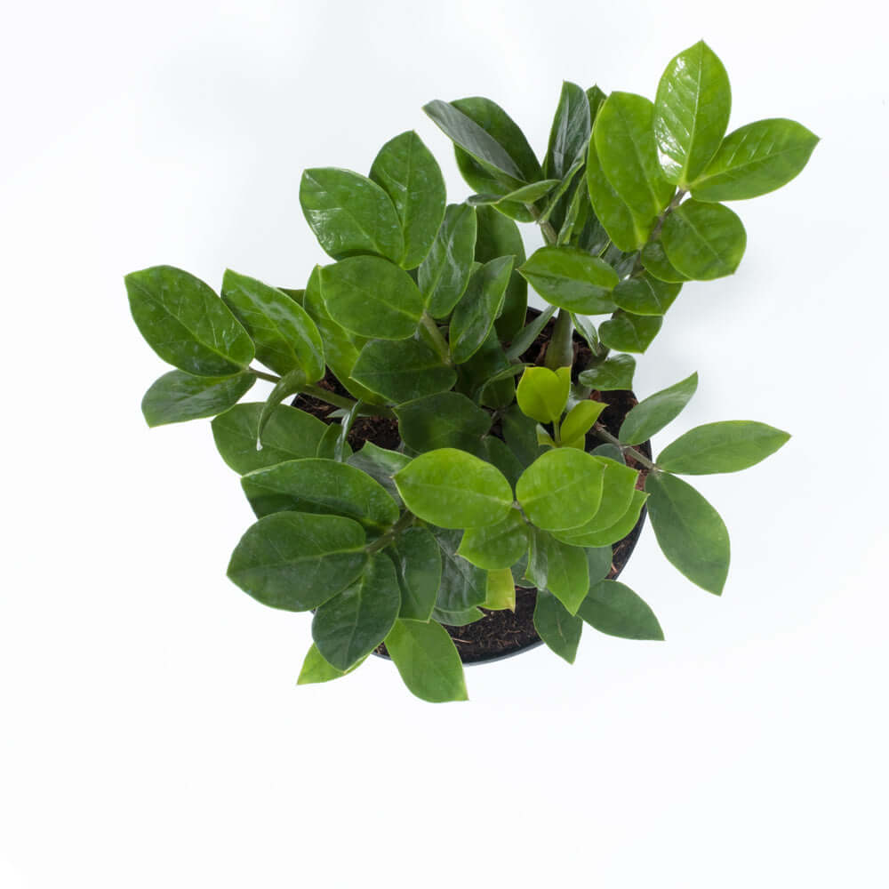 Zanzibar Gem ZZ Plant (Zamioculcas zamiifolia) - Cheeky Garden
