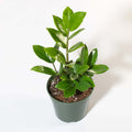 Zanzibar Gem ZZ Plant (Zamioculcas zamiifolia) - Cheeky Garden