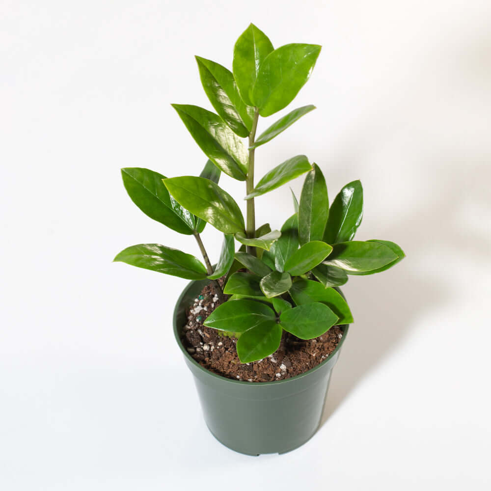 Zanzibar Gem ZZ Plant (Zamioculcas zamiifolia) - Cheeky Garden