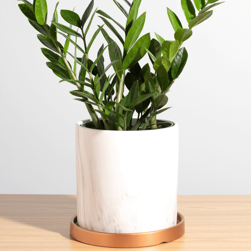 Zanzibar Gem ZZ Plant (Zamioculcas zamiifolia) - Cheeky Garden