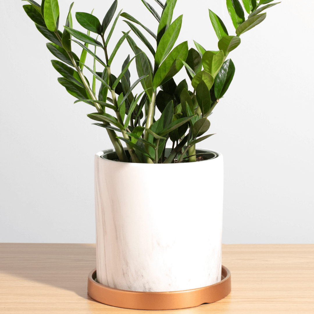 Zanzibar Gem ZZ Plant (Zamioculcas zamiifolia) - Cheeky Garden