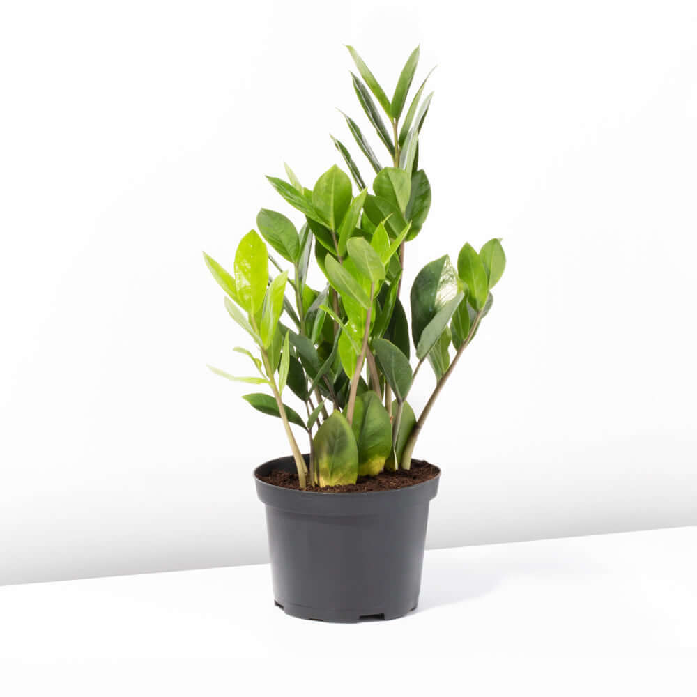 Zanzibar Gem ZZ Plant (Zamioculcas zamiifolia) - Cheeky Garden