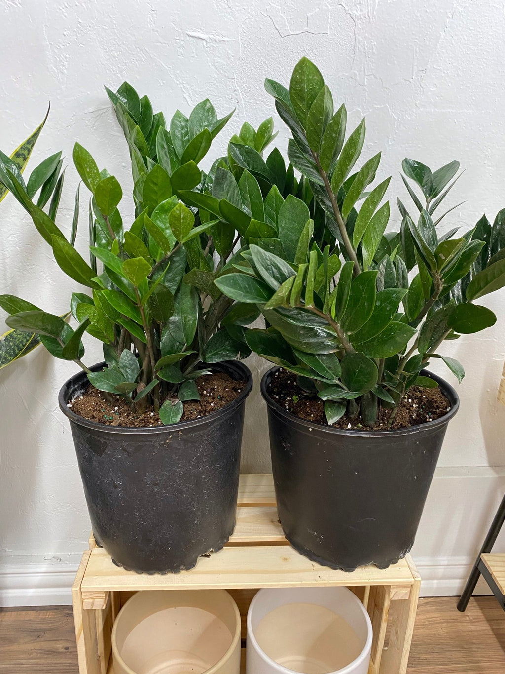 ZZ Plant - Cheeky Garden