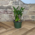 ZZ Plant - Cheeky Garden