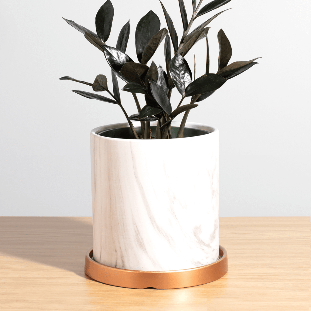 ZZ Raven – Black ZZ Plant (Zamioculcas zamiifolia ‘Raven’) - Cheeky Garden