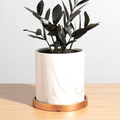 ZZ Raven – Black ZZ Plant (Zamioculcas zamiifolia ‘Raven’) - Cheeky Garden