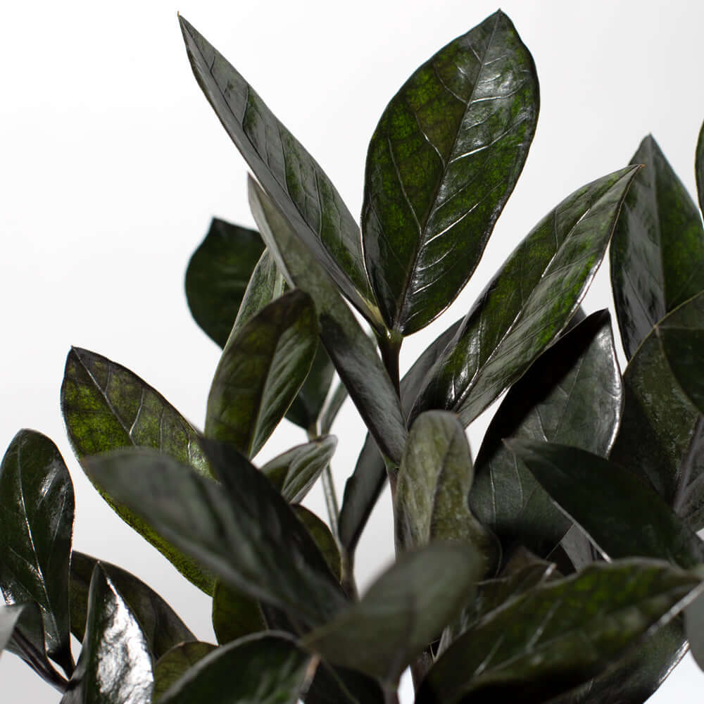 ZZ Raven – Black ZZ Plant (Zamioculcas zamiifolia ‘Raven’) - Cheeky Garden