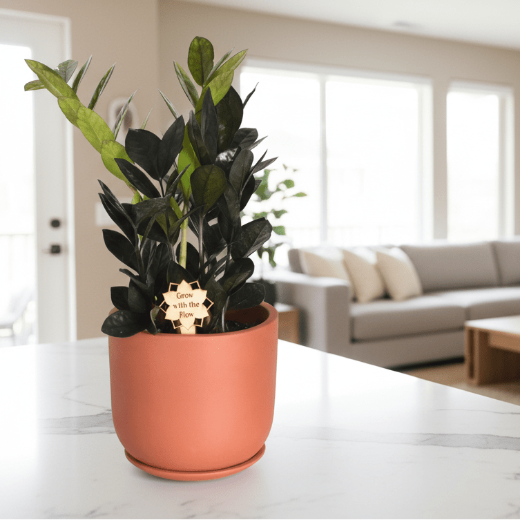 ZZ Raven – Black ZZ Plant (Zamioculcas zamiifolia ‘Raven’) - Cheeky Garden