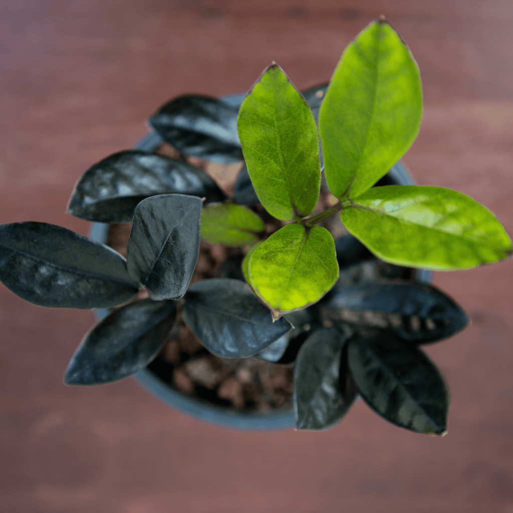 ZZ Raven – Black ZZ Plant (Zamioculcas zamiifolia ‘Raven’) - Cheeky Garden