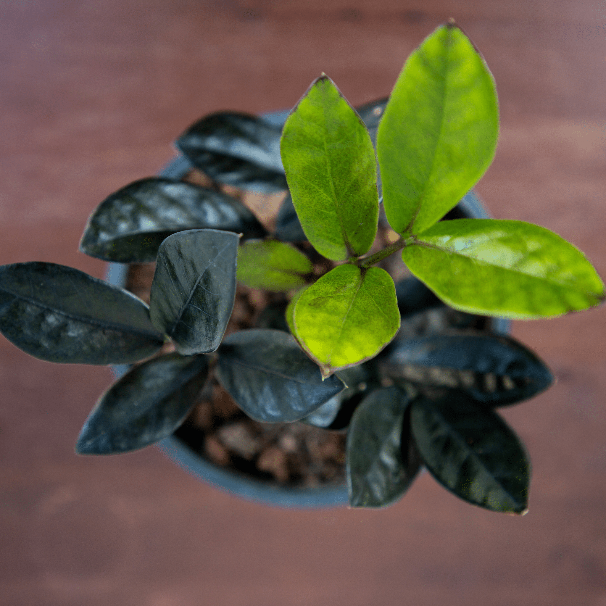 ZZ Raven – Black ZZ Plant (Zamioculcas zamiifolia ‘Raven’) - Cheeky Garden