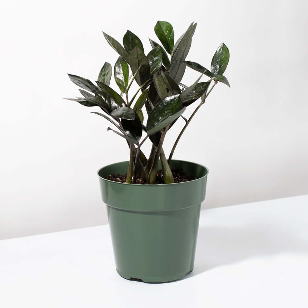 ZZ Raven – Black ZZ Plant (Zamioculcas zamiifolia ‘Raven’) - Cheeky Garden