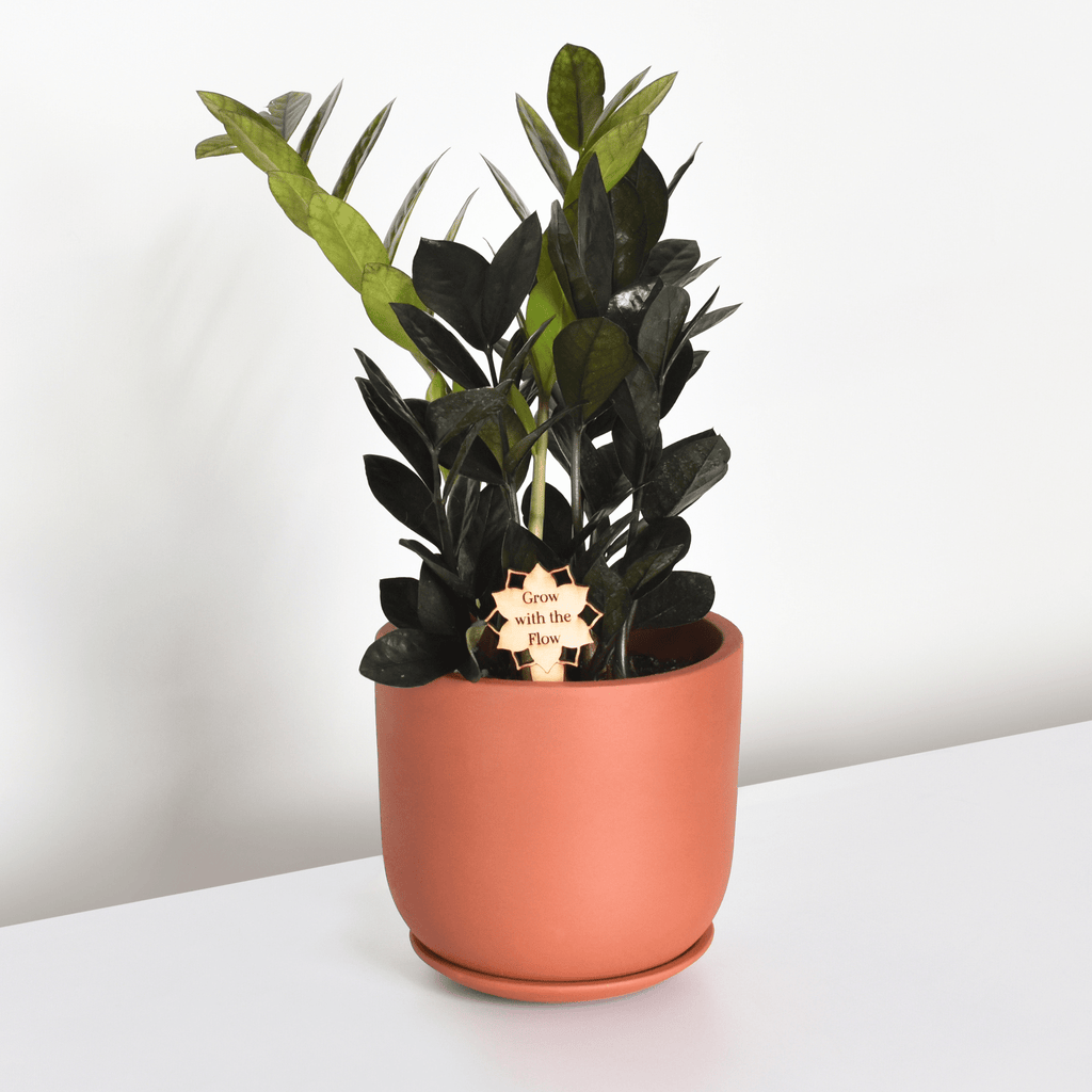 ZZ Raven – Black ZZ Plant (Zamioculcas zamiifolia ‘Raven’) - Cheeky Garden