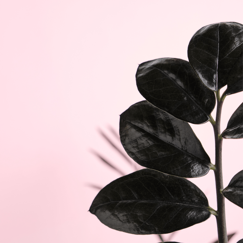ZZ Raven – Black ZZ Plant (Zamioculcas zamiifolia ‘Raven’) - Cheeky Garden