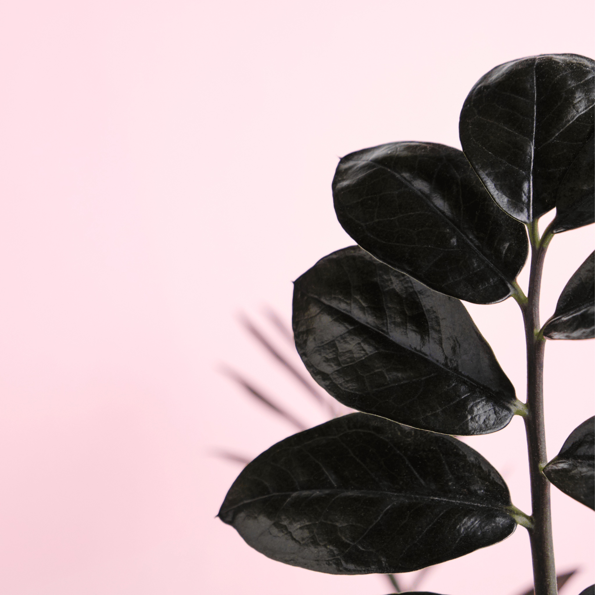ZZ Raven – Black ZZ Plant (Zamioculcas zamiifolia ‘Raven’) - Cheeky Garden