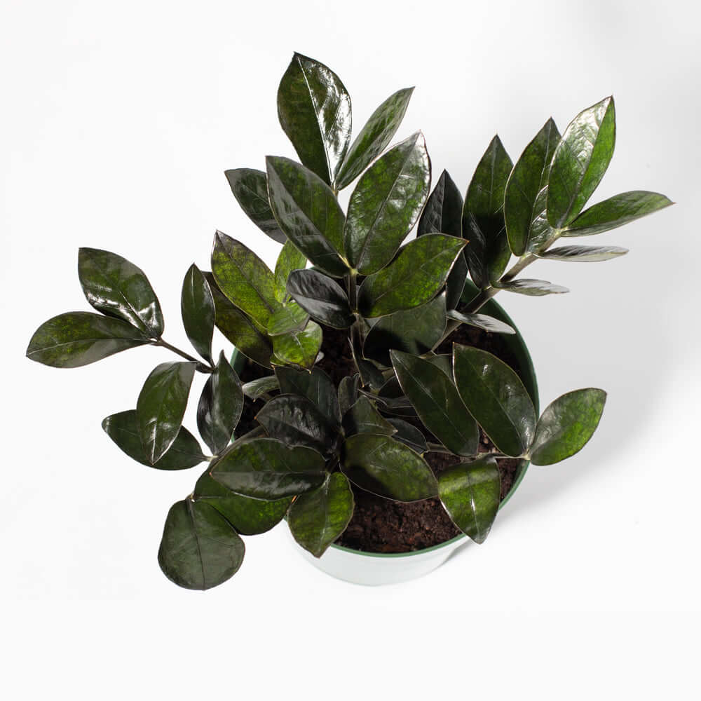 ZZ Raven – Black ZZ Plant (Zamioculcas zamiifolia ‘Raven’) - Cheeky Garden