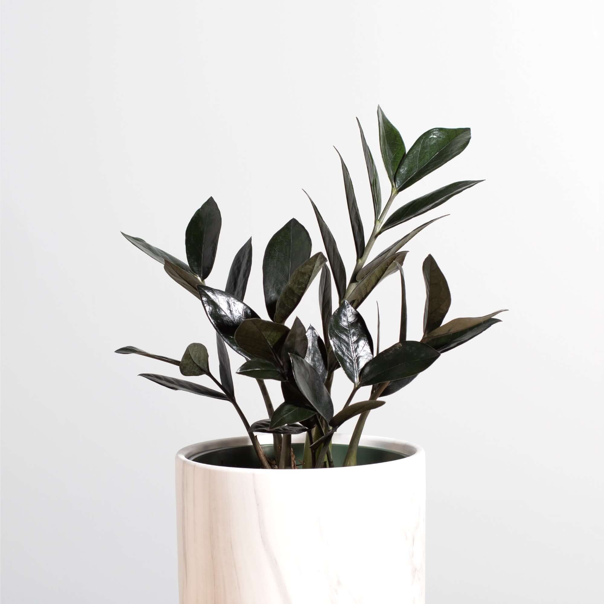 ZZ Raven – Black ZZ Plant (Zamioculcas zamiifolia ‘Raven’) - Cheeky Garden