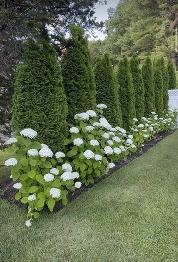 Blooming hydrangeas in a lush summer garden at Cheeky Garden